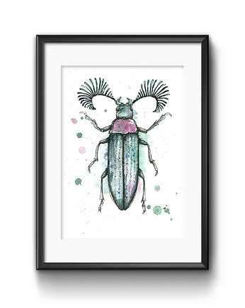 Rhipicera femoralis, 30x21, A4, JUST ILUST Justyna Małczak