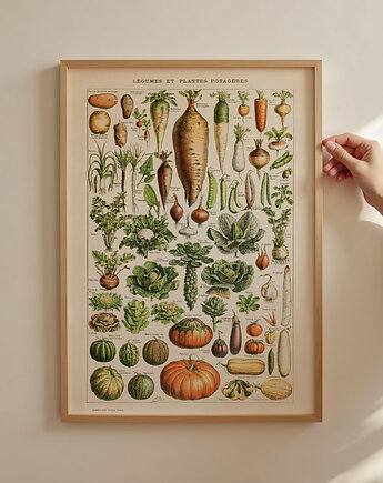 grafika Legumes et Plantes Potageres (reprint), Follygraph