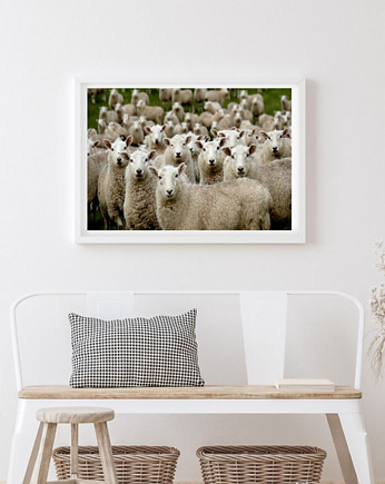 PLAKAT fotografia owce barany góry, black dot studio
