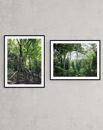 Ho'omaluhia ogród botaniczny Oahu,Hawaje, USA 2018, AAS Art Studio
