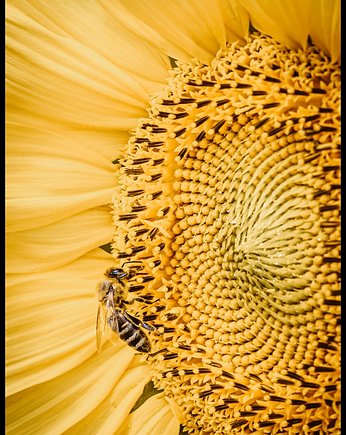 Plakat "Pszczoła na słoneczniku", Fotobloki and decor