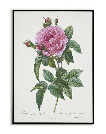 Rosa gallica regali - Plakat botaniczny - Retro, Bajkowe Obrazki