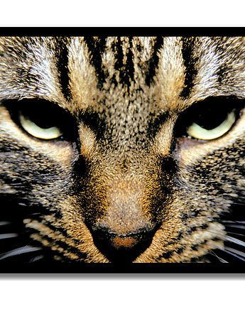 Plakat ze zdjęciem kota, format A3/A4, dla kociarza, Sowia Aleja