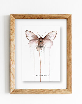 Ćma, Barczatka kataks A4, JUST ILUST Justyna Małczak