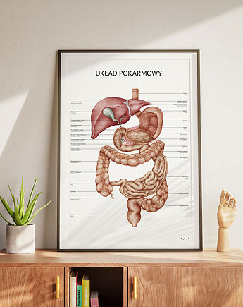 Plakat Układ Pokarmowy, Marta Pawelec Medical Art
