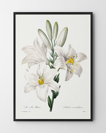 Plakat White flowers, HOG STUDIO