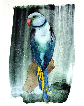 Papuga aleksandretta obrożna niebieska, Warsaw Birds