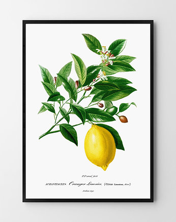 Plakat Cytryna, HOG STUDIO