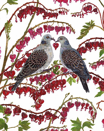 Turkawki- grafika- ilustracja- Polskie Ptaki, BOSKE