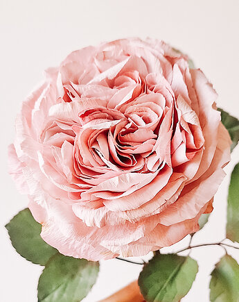 Realistyczna różowa róża z papieru - jak żywa  na prezent i do dekoracji, DALVA