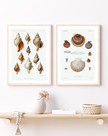 DWA PLAKATY muszle vintage ilustracje, black dot studio