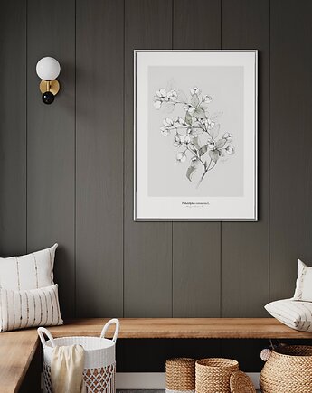 Jaśminowiec  print, Margo Hupert