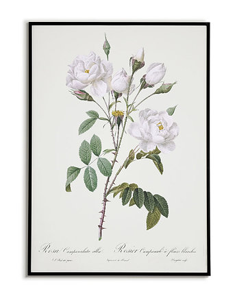Rosa campanulata - Plakat botaniczny - Retro, Bajkowe Obrazki