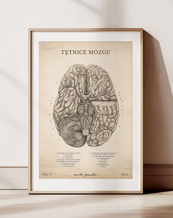 Plakat Tętnice Mózgu Vintage, Marta Pawelec Medical Art