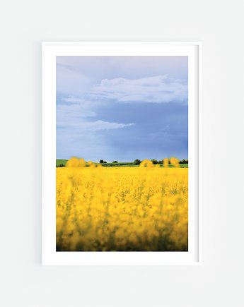 Pole rzepaku, Katarzyna Kątna