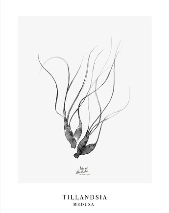 MEDUSA OPLĄTWA print { 70x50 cm }, Margo Hupert