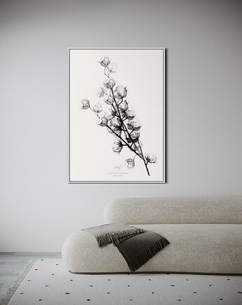 Plakat Cotton flowers, Margo Hupert
