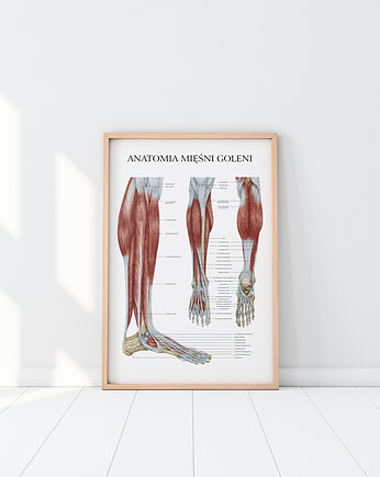 Plakat ANATOMIA MIĘŚNI GOLENI, Marta Pawelec Medical Art