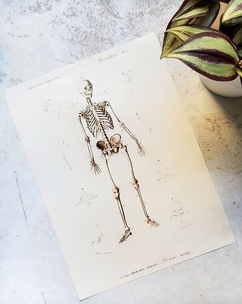 Plakat, Rycina Vintage - Szkielet, Galeria LueLue