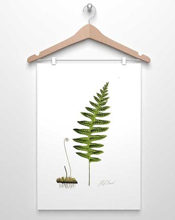 PAPROTKA paproć plakat  A4, A3, 30x40cm, botanika