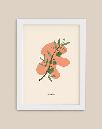 plakat / oliwka / 30x40 cm, Magdalena Morzuch