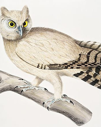Sowa-na-galezi-ilustracja-vintage, Galeria LueLue