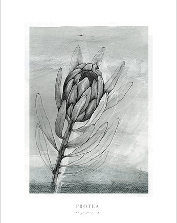 Protea print 50x70 cm, Margo Hupert