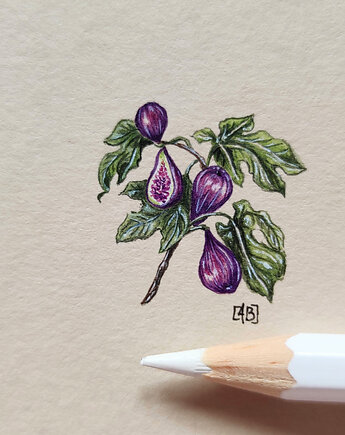 Figi owoce, Miniatura  ilustracja botaniczna, atelier Brocante