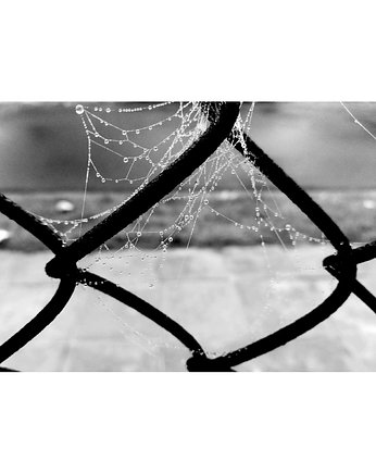 Fotografia pt.: 'Drop 3' czarno-biała, 50x70cm, ME Maria Ekert