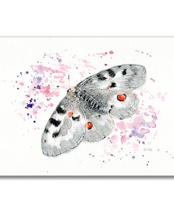 Obraz oryginalny "Niepylak Apollo" motyl, Galeria Alma