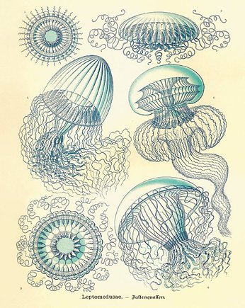 Rysunek grafika litografia meduza ocean, Victorian wall art
