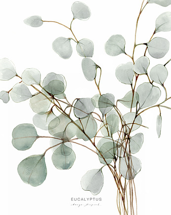 Plakat Eucalyptus 30x40 cm, Margo Hupert