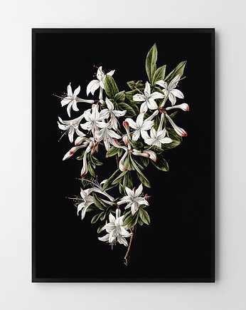 Plakat Black Flower, HOG STUDIO