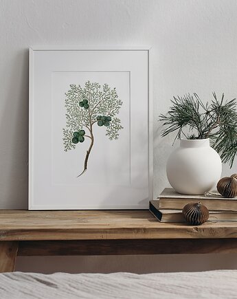 Plakat- Cyprys, HERBAROOM
