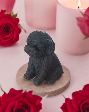 Czarna świeca pies - uzdrawianie zwierząt, KEIT