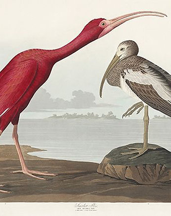 Ibis-szkarlatny-ilustracja-vintage, Galeria LueLue