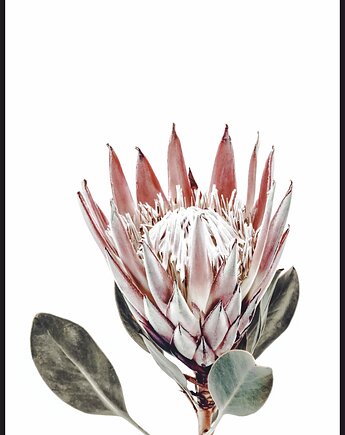Plakat "Protea", Fotobloki and decor