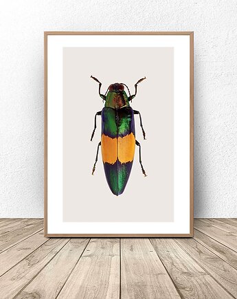 Plakat na ścianę z wielobarwnym żukiem 50x70 (500mm x 700mm), scandiposter