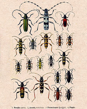 Plakat owady-rycina-z-ksiazki-xiv, Galeria LueLue