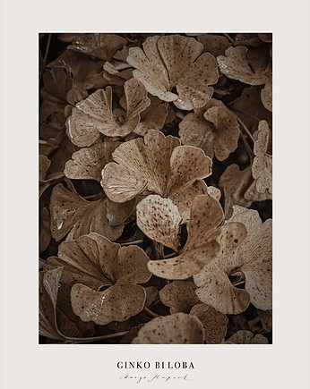 Fotografiat Ginko Biloba 50x70 cm, Margo Hupert