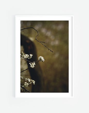 Wiosenne kwiaty plakat, Katarzyna Kątna