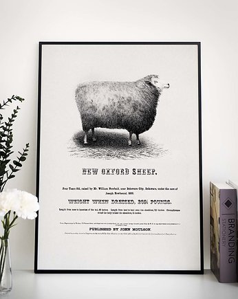 Plakat retro- owca, raspberryEM