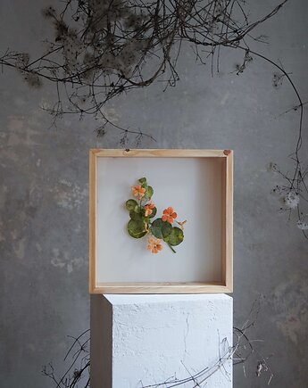 Obiekt botaniczny z papieru, roślina - nasturcja mniejsza, Bibula Blooms