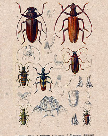 Plakat owady-rycina-z-ksiazki-i, Galeria LueLue