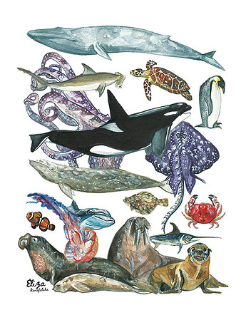 Plakat Zwierzęta Oceanu, Eliza Konofalska