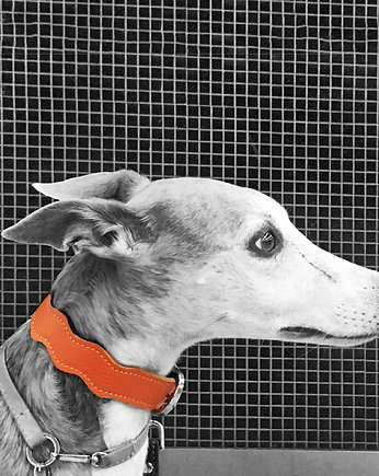 New Wave Collar, MADZAG DOG