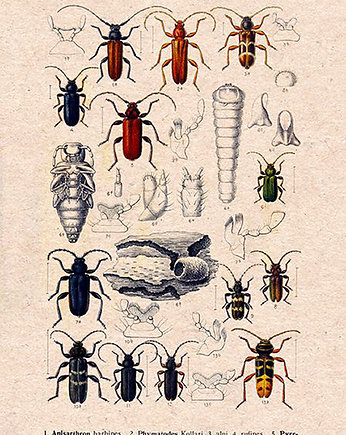 Plakat owady-rycina-z-ksiazki-xv, Galeria LueLue