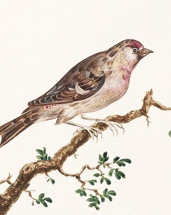 Ptak-siedzacy-na-galezi-ilustracja-vintage, Galeria LueLue