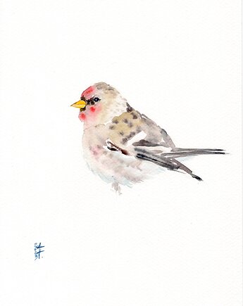 Oryginalna akwarela. Czeczotka, alquadro