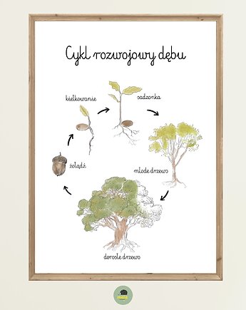 Plakat Edukacyjny Cykl życiowy życia Dębu Drzewa Montessori dla dzieci, Maja Montessori